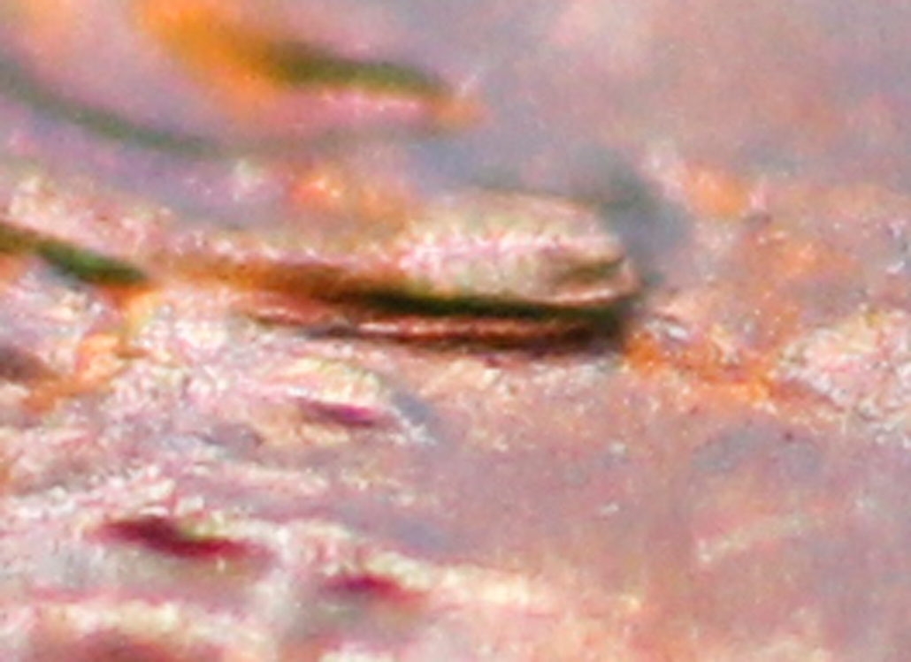 New-Variety-1974-D-DDO-Doubled-Ear?